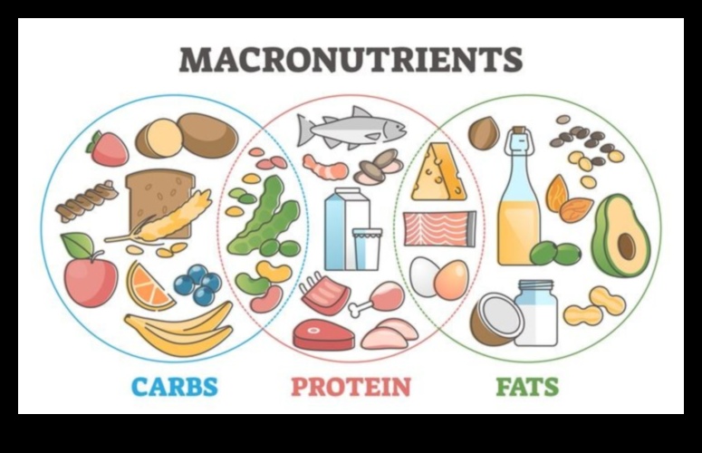 השרטוט הביוכימי: הבנת תזונה ברמה מולקולרית