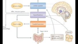 תדלוק ברק: השפעת חומרים מזינים על בריאות קוגניטיבית