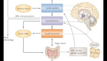 תדלוק ברק: השפעת חומרים מזינים על בריאות קוגניטיבית