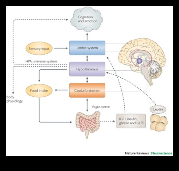 תדלוק ברק: השפעת חומרים מזינים על בריאות קוגניטיבית
